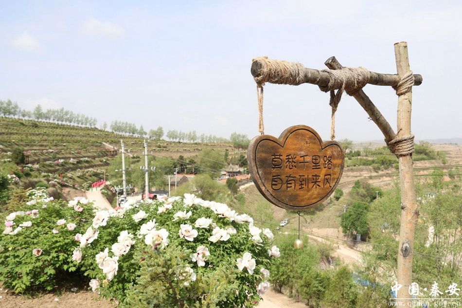 秦安王鋪鎮(zhèn)茆苑 牡丹開(kāi)出“花經(jīng)濟(jì)”，文旅融合促振興